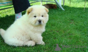 Zdjęcie №3. Schattige en mooie chow chow chow-puppy's beschikbaar voor adoptie. Holandia