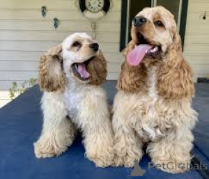 Zdjęcie №1. cocker spaniel amerykański - na sprzedaż w Berlin | 3348zł | Zapowiedź №157183