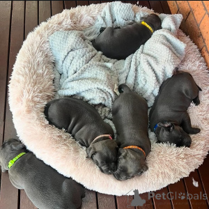 Zdjęcie №3. Uroczy szczeniak Staffordshire Bull Terrier gotowy na nowy dom. Francja