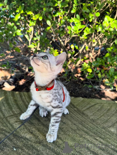 Zdjęcie №3. Chorne kocięta bengalskie szukające nowych rodzin. Niemcy