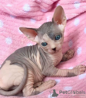 Zdjęcie №3. Adopcja Sphynx-Kätzchen zur. Niemcy