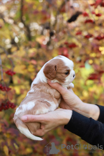 Zdjęcie №4. Sprzedam cavalier king charles spaniel w Zürich. prywatne ogłoszenie, od żłobka - cena - 5606zł