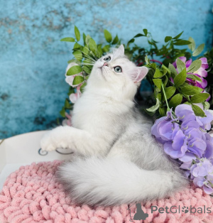 Zdjęcie №1. scottish straight - na sprzedaż w Czerniowce | 2287zł | Zapowiedź № 144503