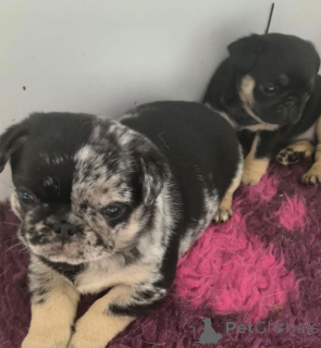 Zdjęcie №4. Sprzedam mops w Warszawa. hodowca - cena - negocjowane