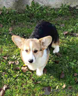 Zdjęcie №3. Pembroke Welsh Corgi. Serbia