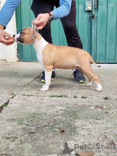 Zdjęcie №3. Szczenięta amerykańskiego Staffordshire Terriera. Serbia