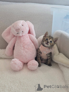 Zdjęcie №3. Piękny kociak bengalski do adopcji. Kanada