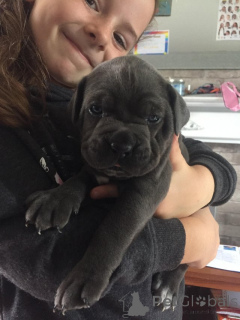 Zdjęcie №4. Sprzedam cane corso w Ferrol. prywatne ogłoszenie - cena - 3444zł