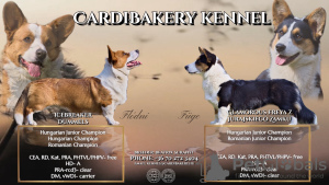 Dodatkowe zdjęcia: Śliczne szczenięta Cardigan Welsh Corgi z Węgier kennel@cardibakery.hu