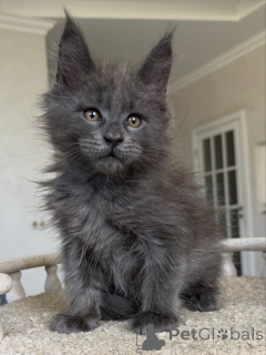 Zdjęcie №2 do zapowiedźy № 154638 na sprzedaż  maine coon - wkupić się Niemcy hodowca