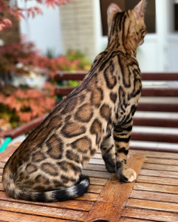 Zdjęcie №1. kot bengalski - na sprzedaż w Chervonokazatskoe | Negocjowane | Zapowiedź № 3153