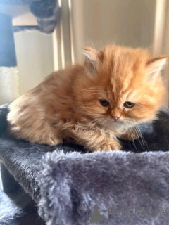 Zdjęcie №2 do zapowiedźy № 138917 na sprzedaż  chinchilla cat - wkupić się Niemcy prywatne ogłoszenie, hodowca