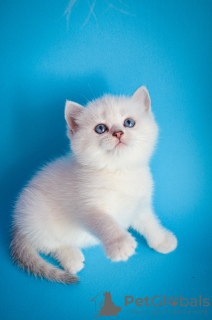 Zdjęcie №3. Brytyjski punkt szynszyli. Ukraina