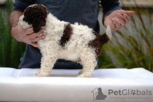 Dodatkowe zdjęcia: Lagotto Romagnolo, szczenięta płci męskiej