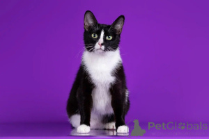 Zdjęcie №3. Wspaniałe koty szukają domu! Kim jest bliźniaki?. Federacja Rosyjska