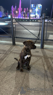 Zdjęcie №2 do zapowiedźy № 123320 na sprzedaż  american bully - wkupić się Serbia hodowca