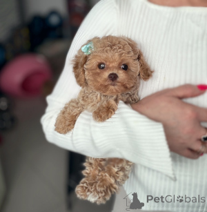 Zdjęcie №1. maltipu - na sprzedaż w Witebsk | 7654zł | Zapowiedź №165523