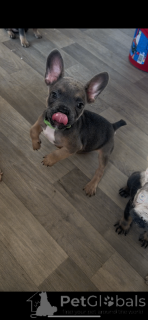 Zdjęcie №2 do zapowiedźy № 166433 na sprzedaż  buldog francuski - wkupić się Wielka Brytania prywatne ogłoszenie