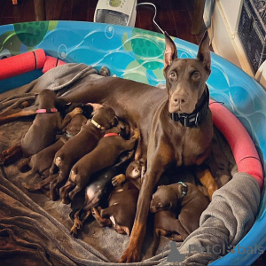 Zdjęcie №4. Sprzedam doberman w Aalborg. prywatne ogłoszenie, hodowca - cena - 3348zł