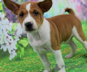 Zdjęcie №1. basenji - na sprzedaż w Tbilisi | negocjowane | Zapowiedź №174909