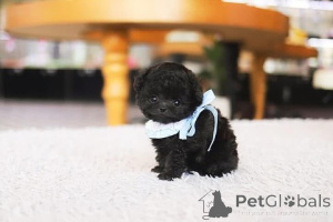 Zdjęcie №3. Dean Janet Kay Puppies House. USA