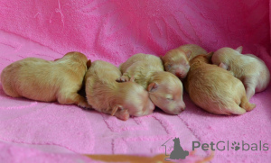 Zdjęcie №2 do zapowiedźy № 167463 na sprzedaż  maltipu - wkupić się Ukraina od żłobka