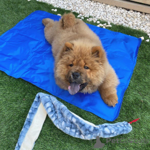 Zdjęcie №1. chow-chow - na sprzedaż w Aqua | 3014zł | Zapowiedź №172214