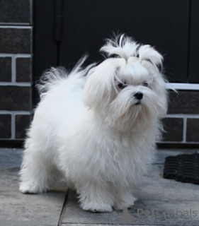 Zdjęcie №2 do zapowiedźy № 151863 na sprzedaż  maltańczyk - wkupić się Ukraina 