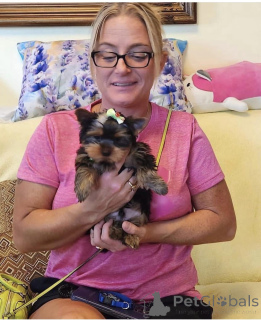 Zdjęcie №1. yorkshire terrier - na sprzedaż w Berlin | negocjowane | Zapowiedź №154911