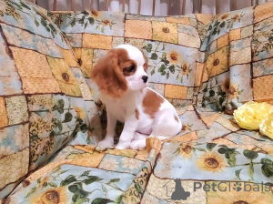 Zdjęcie №1. cavalier king charles spaniel - na sprzedaż w Tbilisi | negocjowane | Zapowiedź №172150