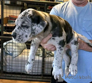 Zdjęcie №4. Sprzedam cane corso w Aalborg. prywatne ogłoszenie, hodowca - cena - 6zł