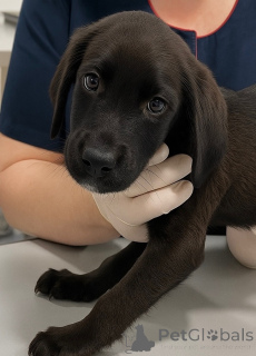 Zdjęcie №1. pies nierasowy - na sprzedaż w Rzeka Moskwa | Bezpłatny | Zapowiedź №158392