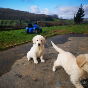 Zdjęcie №3. Wytrenowane szczenięta Golden Retriever z rodowodem są już dostępne. Holandia