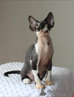 Zdjęcie №2 do zapowiedźy № 173271 na sprzedaż  kot cornish rex - wkupić się Austria prywatne ogłoszenie, hodowca