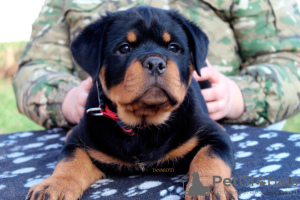 Zdjęcie №1. rottweiler - na sprzedaż w Bobruisk | 4485zł | Zapowiedź №131977