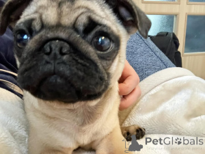 Zdjęcie №2 do zapowiedźy № 140568 na sprzedaż   - wkupić się Niemcy 