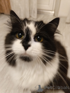 Zdjęcie №3. Młoda kotka o imieniu Fiona szuka domu!. Federacja Rosyjska