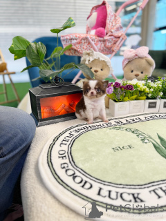 Zdjęcie №3. Urocze szczenięta chihuahua są idealnymi małymi towarzyszami. Niemcy