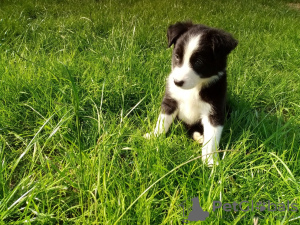 Dodatkowe zdjęcia: Urocze szczenięta Border Collie do bezpłatnej adopcji