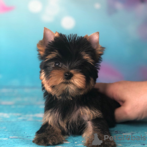 Zdjęcie №2 do zapowiedźy № 42916 na sprzedaż  yorkshire terrier - wkupić się Niemcy prywatne ogłoszenie