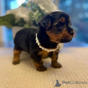 Zdjęcie №4. Sprzedam yorkshire terrier w Helsinki. prywatne ogłoszenie, ze schronu - cena - 3061zł