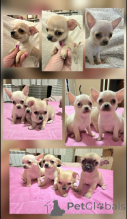 Zdjęcie №1. chihuahua (rasa psów) - na sprzedaż w Zrenjanin | negocjowane | Zapowiedź №165320