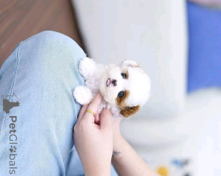 Zdjęcie №1. shih tzu - na sprzedaż w Флорида Сити | 2541zł | Zapowiedź №139164