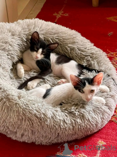 Zdjęcie №1. perskie - na sprzedaż w Helsinki | 2631zł | Zapowiedź № 163742