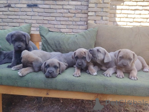 Zdjęcie №3. Szczeniak szczeniąt Cane Corso. Serbia