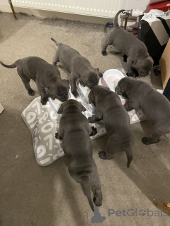 Zdjęcie №1. cane corso - na sprzedaż w Zły Münsteerefel | negocjowane | Zapowiedź №166369