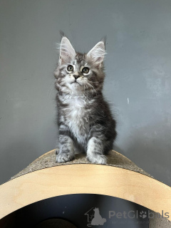 Zdjęcie №3. Oszałamiające kocięta Maine Coon. Niemcy