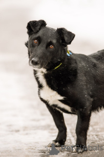 Zdjęcie №4. Sprzedam pies nierasowy w Rzeka Moskwa. prywatne ogłoszenie, ze schronu - cena - Bezpłatny