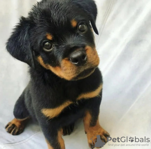 Zdjęcie №1. rottweiler - na sprzedaż w Wrocław | negocjowane | Zapowiedź №47083