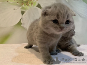 Zdjęcie №1. scottish fold - na sprzedaż w Мюнхен-Флугхафен | 1591zł | Zapowiedź № 118358